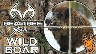 Driven Wild Boar Hunt - Czech Republic