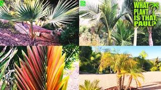 ULTIMATE PALM TREE TOUR (Mega Mix) / Over 16 TYPES of PALM TREES / 1 Hour of Palm Tree Power