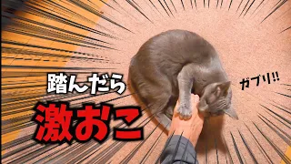 【激おこ】猫ふんじゃった【ロシアンブルー】