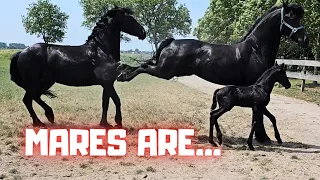 Mares are... see for yourself. A strange day | Friesian Horses