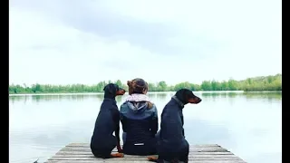 Le doberman en premier chien : Bonne ou mauvaise idée?