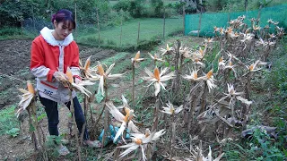 Improve the soil with organic fertilizers - Hoe, old corn, spend the night on the farm with the cat