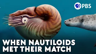 Nautiloids Thrived For 500 Million Years Until These Guys Showed Up