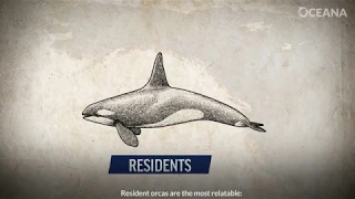 What Are Southern Resident Orcas?
