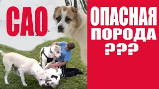 Потенциально ОПАСНЫЕ породы собак??? Или неадекватные владельцы? Часть 1