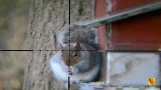 Pest Control with Air Rifles -  Rat and Squirrel Scope Cam