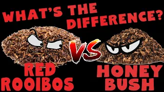 What is the difference between Red Rooibos & Honeybush tea?