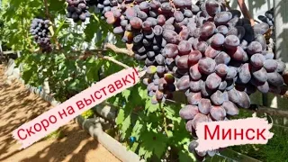 🍇 Виноград в Беларуси. Фото сортов и гибридных форм.