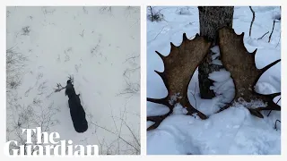 Moose shedding antlers in snowy forest captured in rare drone footage