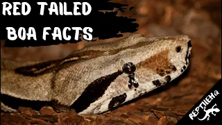 Unbelievable Facts About Red Tailed Boas That Will Blow Your Mind!