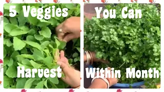 5 Quick Growing Veggies You Can Harvest within A Month