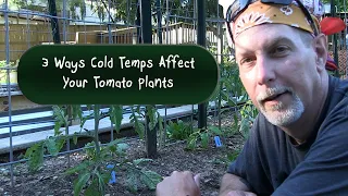 3 Ways Cold Temps Affect Your Tomato Plants