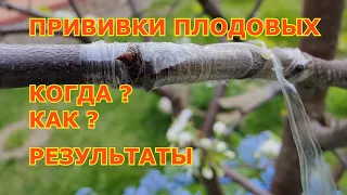 Улучшенная копулировка плодовых деревьев. Когда? Результаты прививок