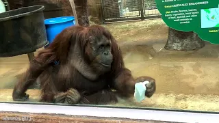 #Orangutan Lucy #cleaning her enclosure