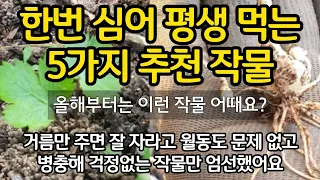 올해부터는 이런 작물 어때요? 한번 심어 평생 먹는 5가지 추천 작물