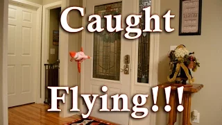 Elf on the Shelf Caught on Camera Opening Door and Flying (Part 5 of 5)