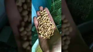 підготовка насіння сої піонер для посіву