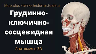 Грудинно-ключично-сосцевидная мышца. Sternocleidomastoid. Краткая анатомия.