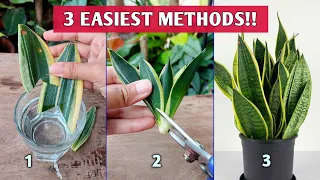 3 EASIEST Methods to Propagate SNAKE PLANTS // Snake Plant Propagation