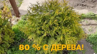 🌳✂️🌲Сколько можно брать черенков с хвойных растений.