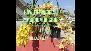 HOW TO DIVIDE A #CYMBIDIUM ORCHID