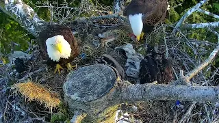 Eddy battles high winds to feed the family. May 17, 2024