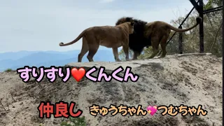 2023.4.24ライオンの丘🦁のキュウゾウ❤️つむぎPart 1#茶臼山動物園 #ギュウゾウ#つむぎ