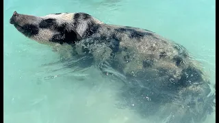 Trapping Wild Hogs While In The Bahamas!  Fresh Conch Salad