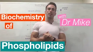 Phospholipids | Biochemistry