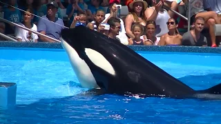 One Ocean featuring the late Tilikum (Full Show/HD) Aug 19 2015 SWF