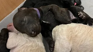 Coco’s puppies at 5 days old