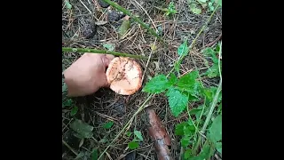 Где растут рыжики - Сбор осенних грибов в сосновом лесу Днепропетровской области 24.09.2021 #Shorts