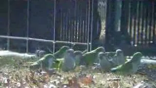 Wild Parrots in the Bronx