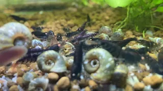 Shrimp Breeding Tip! WATER CHANGES AND STABILITY
