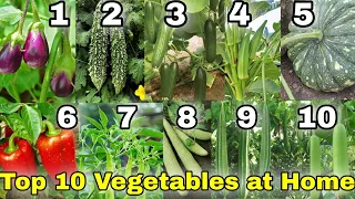 February season Top 10 Vegetables you can grow in  Home/Garden in India