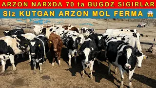 BUGOZ SIGIRLAR JUDA ARZON BOLIB KETDI😱 99-932-72-42     97-149-00-00