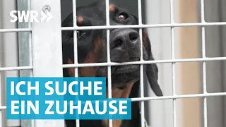 Liebe gesucht: Die große Tierheim-Doku aus Esslingen