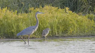 PBS Show - Crab Trap Cleanup, Bastrop Birds & Bobcats in the City