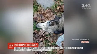 На Львівщині невідомий стріляв у дворового собаку, який був улюбленцем місцевих жителів