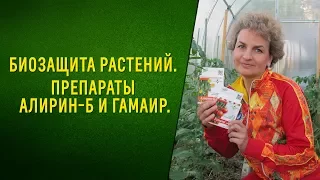 Биозащита растений  Препараты Алирин Б и Гамаир. Овощи без химии!