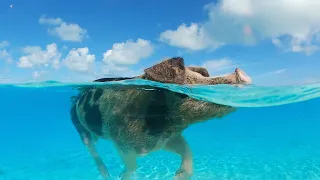 Robot Pig Might...SWIM??? Meet The Swimming Pigs Of The Bahamas!