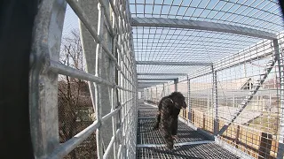 Chimpanzee Trail First Exploration Video
