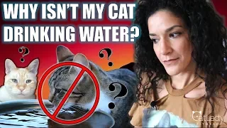 Cat won't drink water? Or STOPPED drinking water since eating raw food? Here's the REAL reason why!