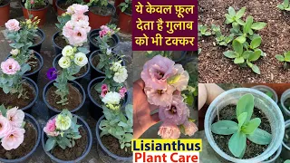 ये फ़ूल देते है गुलाब को टक्कर || Lisianthus Plant From Seeds || Summer/Winter Flowering Plants