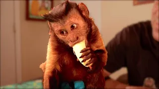 Monkey Loves Banana!