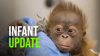 Orangutan Infant Gaining Weight