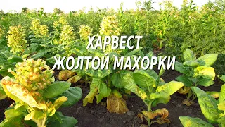 Жёлтая махорка  Харвест