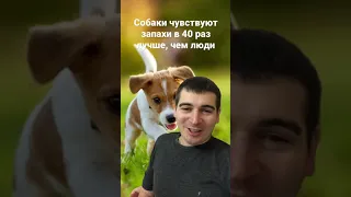 Собаки чувствуют запахи лучшее чем люди.