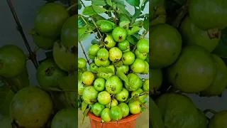 new method for propagating guava trees from fruit.#growingfruits #fruits #shorts #short #grafting