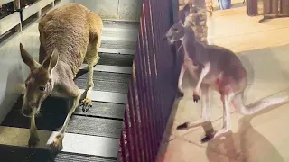 Kangaroo on the Loose in Florida